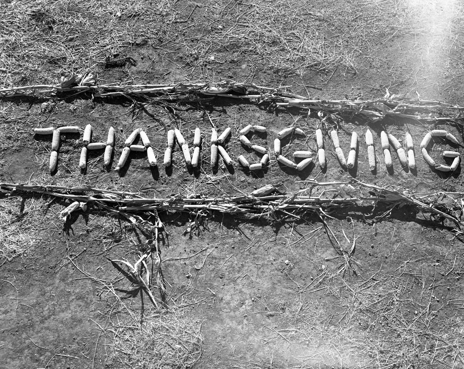 Thanksgiving corn